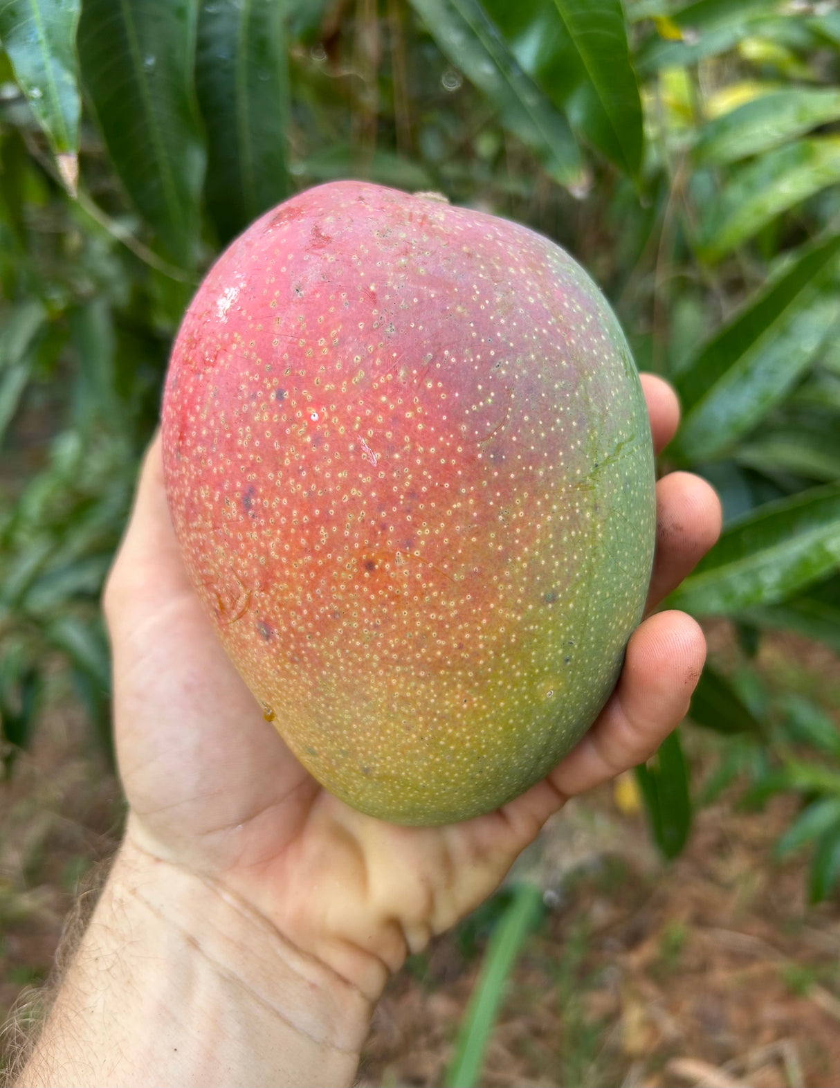 Mango Tree ‘Fruit Punch’