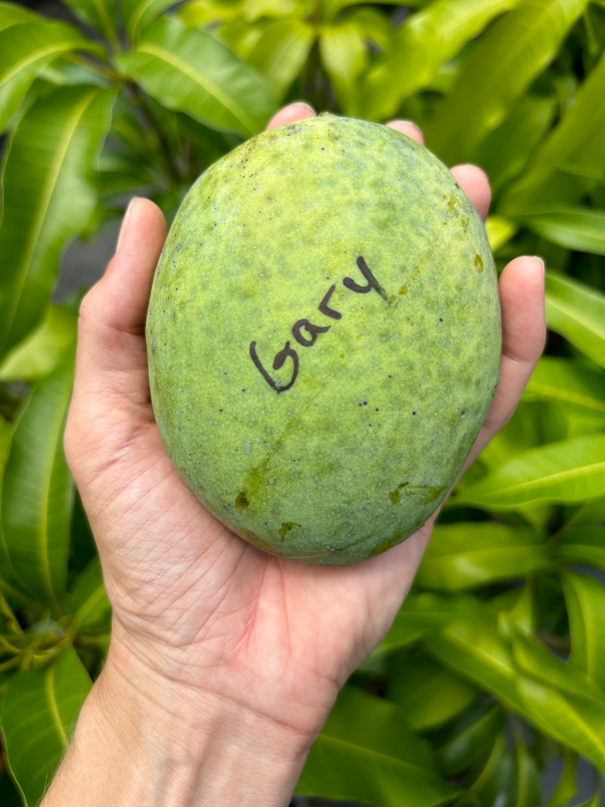 Mango Tree 'Gary'