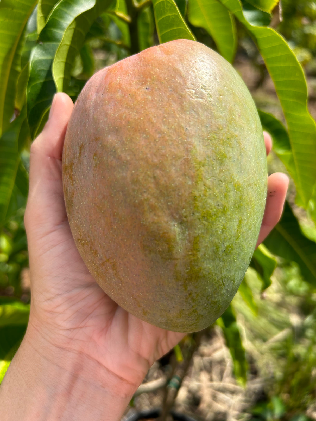 Mango Tree ‘Glenn’