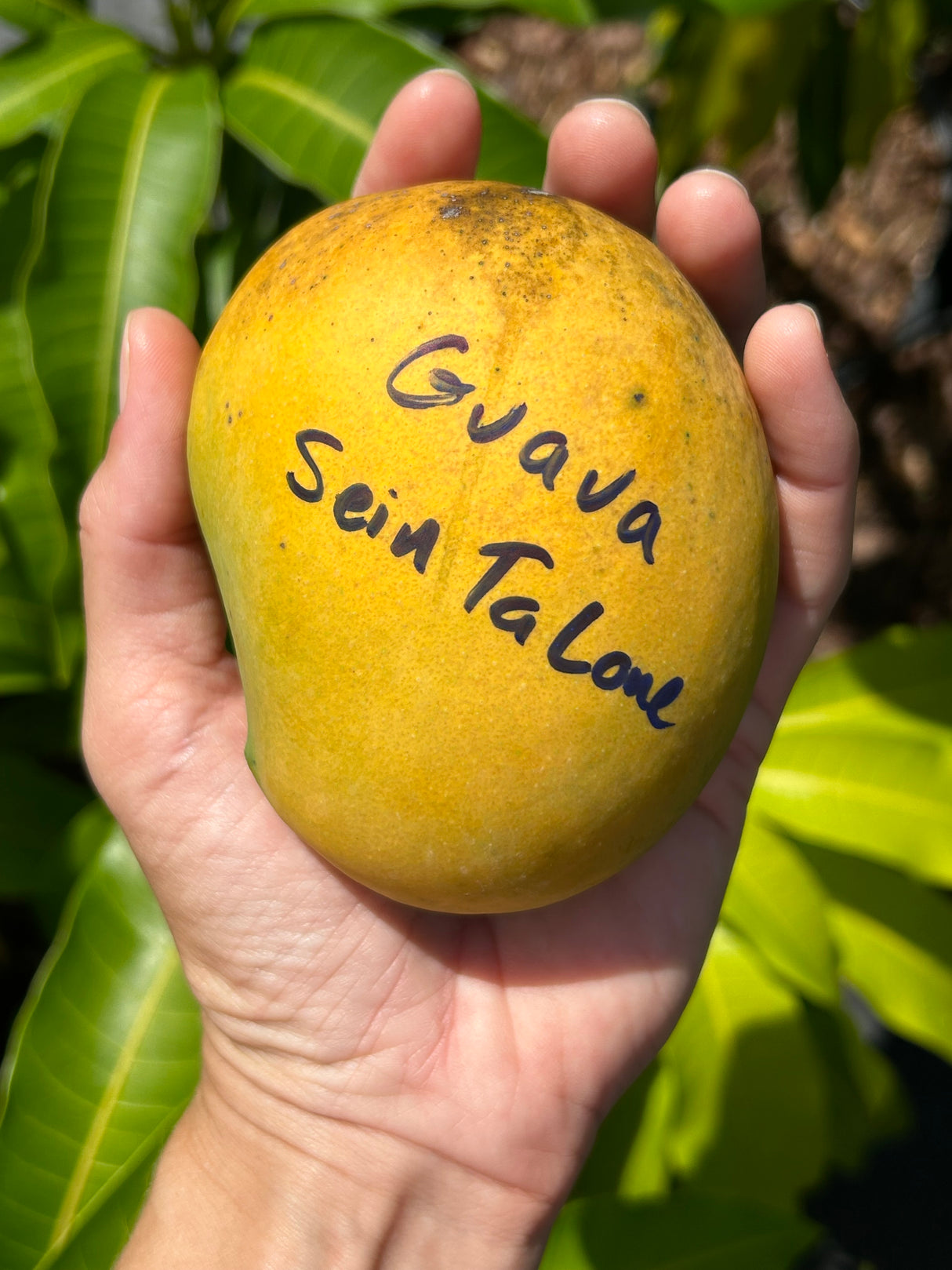 Mango Tree ‘Guava’ or 'Sein Ta Lone'
