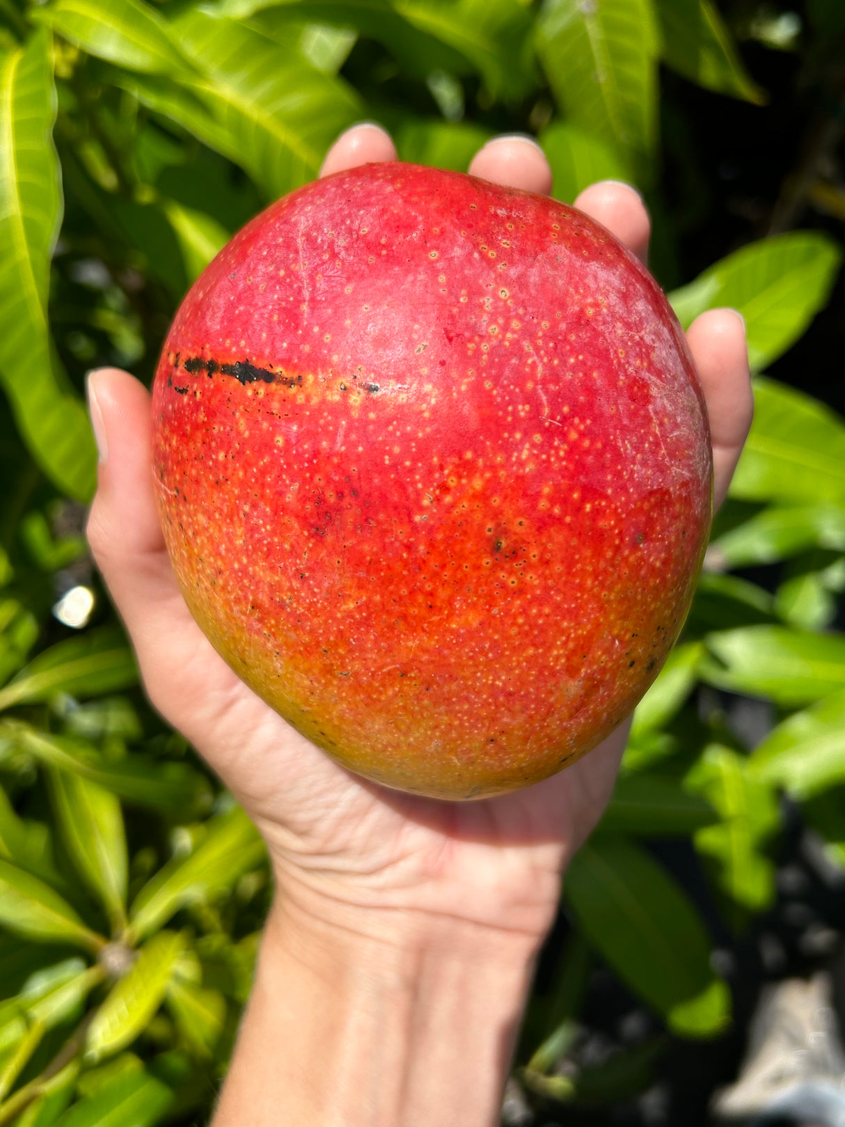 Mango Tree ‘Haden’