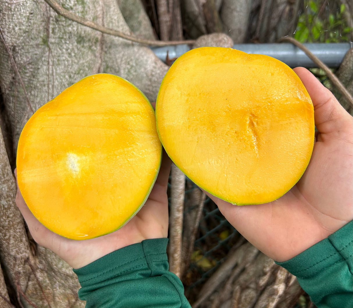 Mango Tree ‘Harvest Moon'