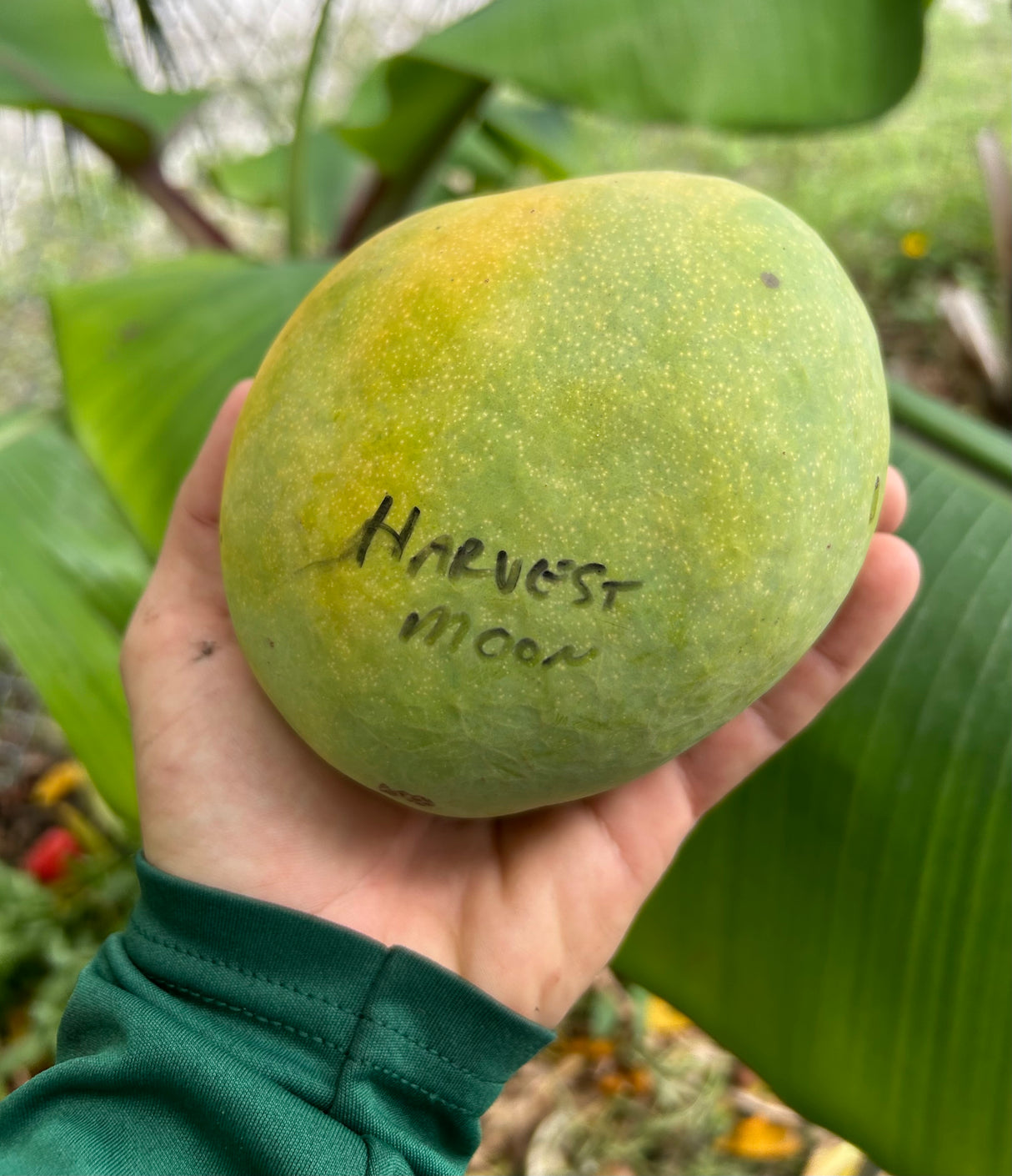 Mango Tree ‘Harvest Moon'