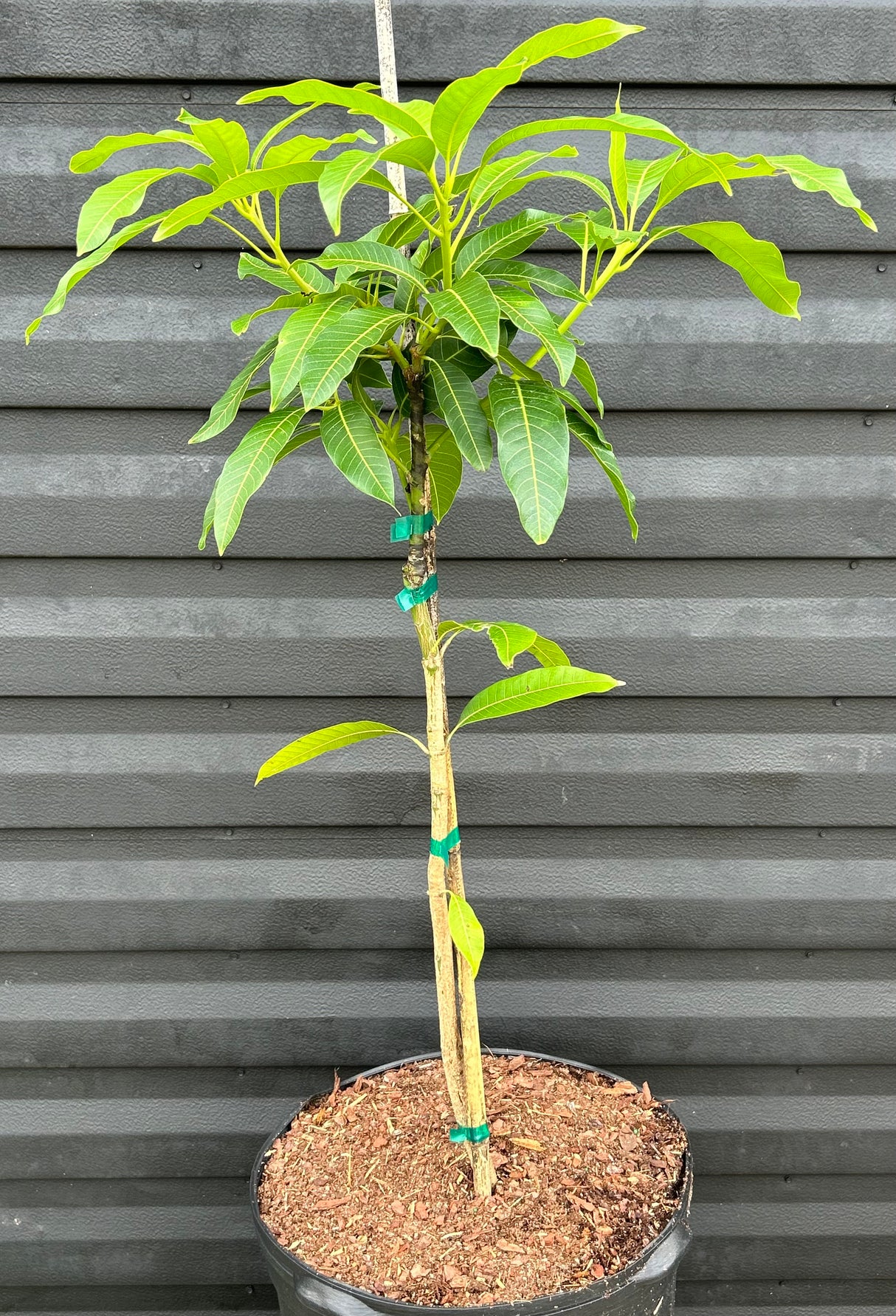 Mango Tree ‘Super Julie’