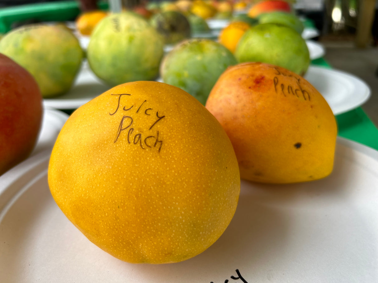 Mango Tree ‘Juicy Peach’