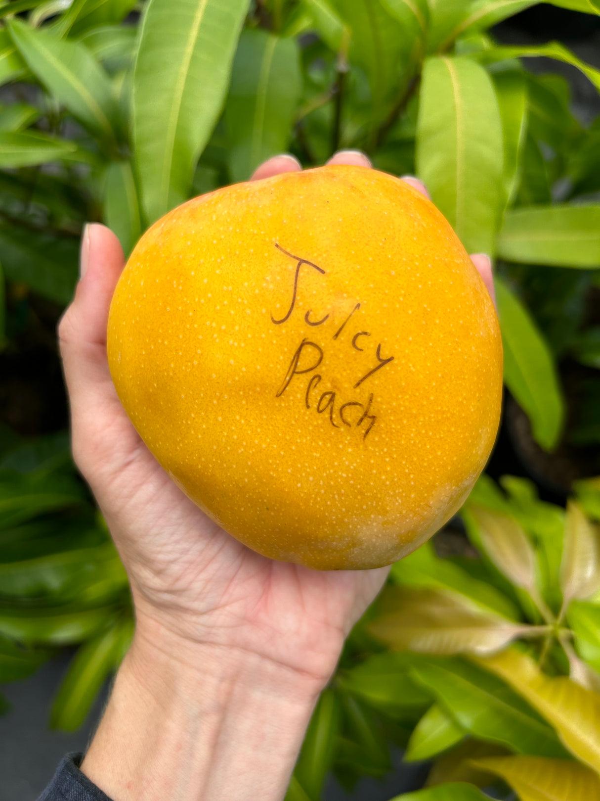 Mango Tree ‘Juicy Peach’