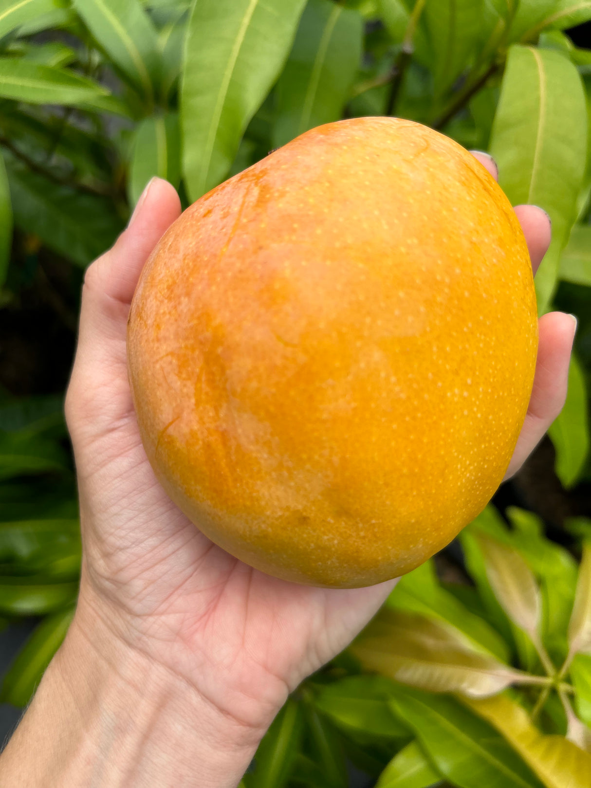Mango Tree ‘Juicy Peach’