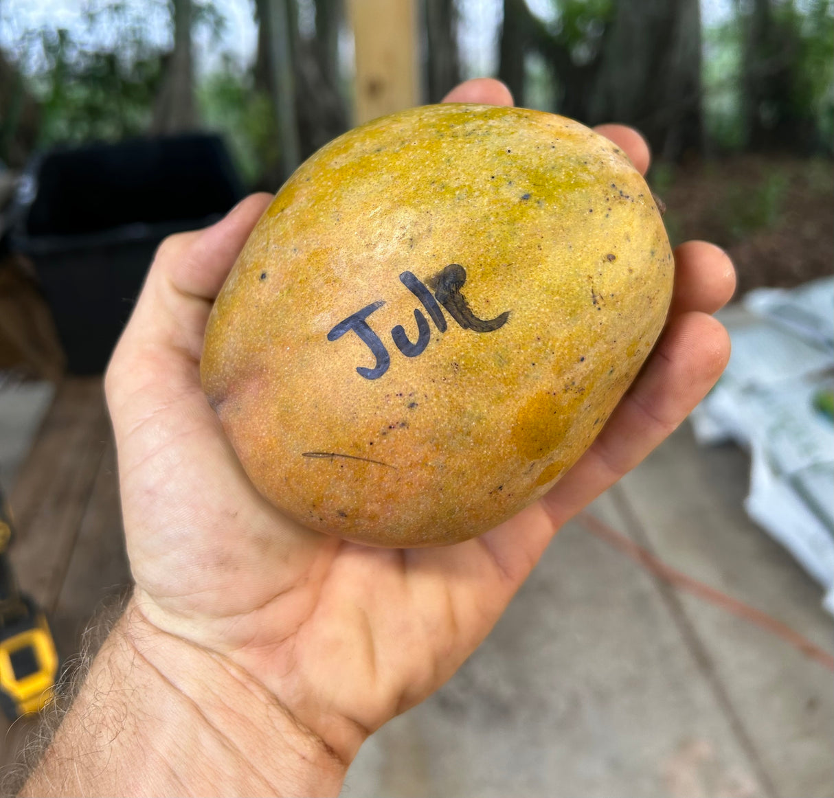 Mango Tree ‘Julie’