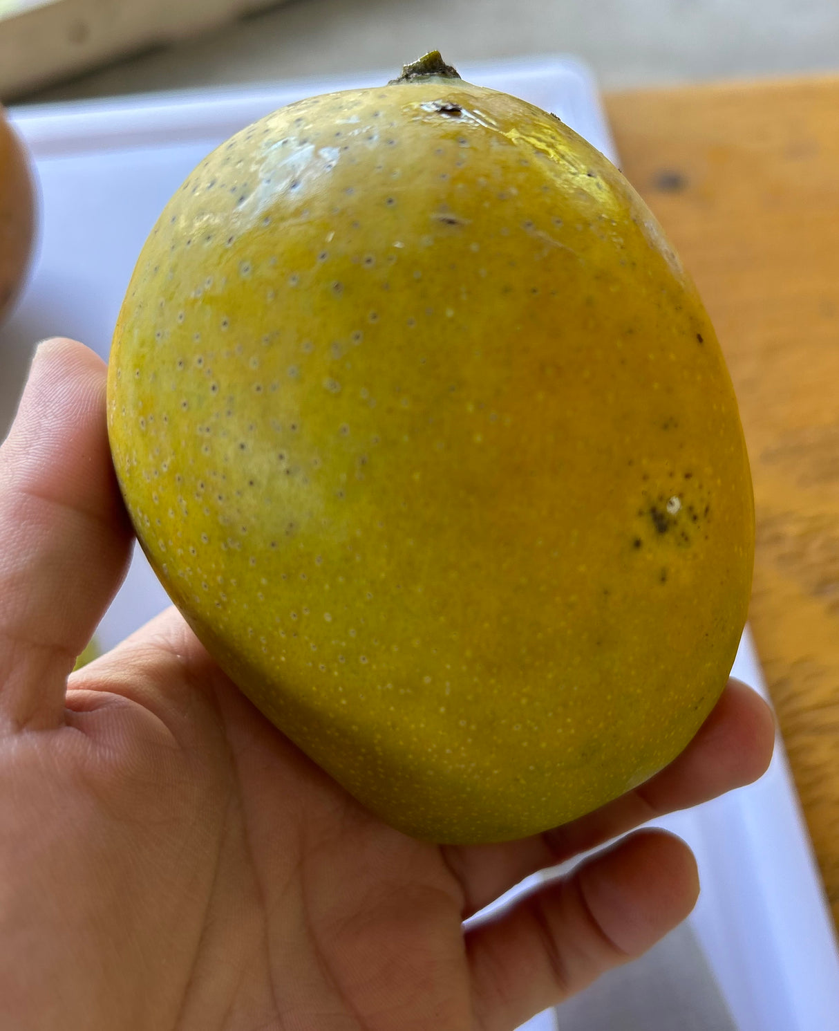 Mango Tree ‘Juliette’