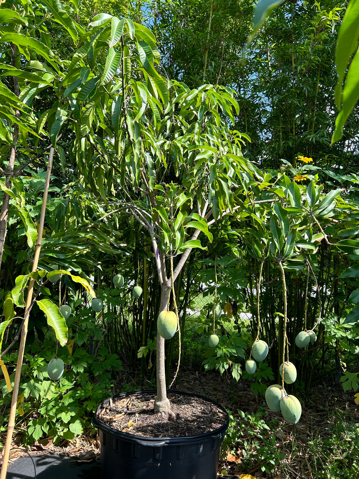 Mango Tree ‘Kathy’