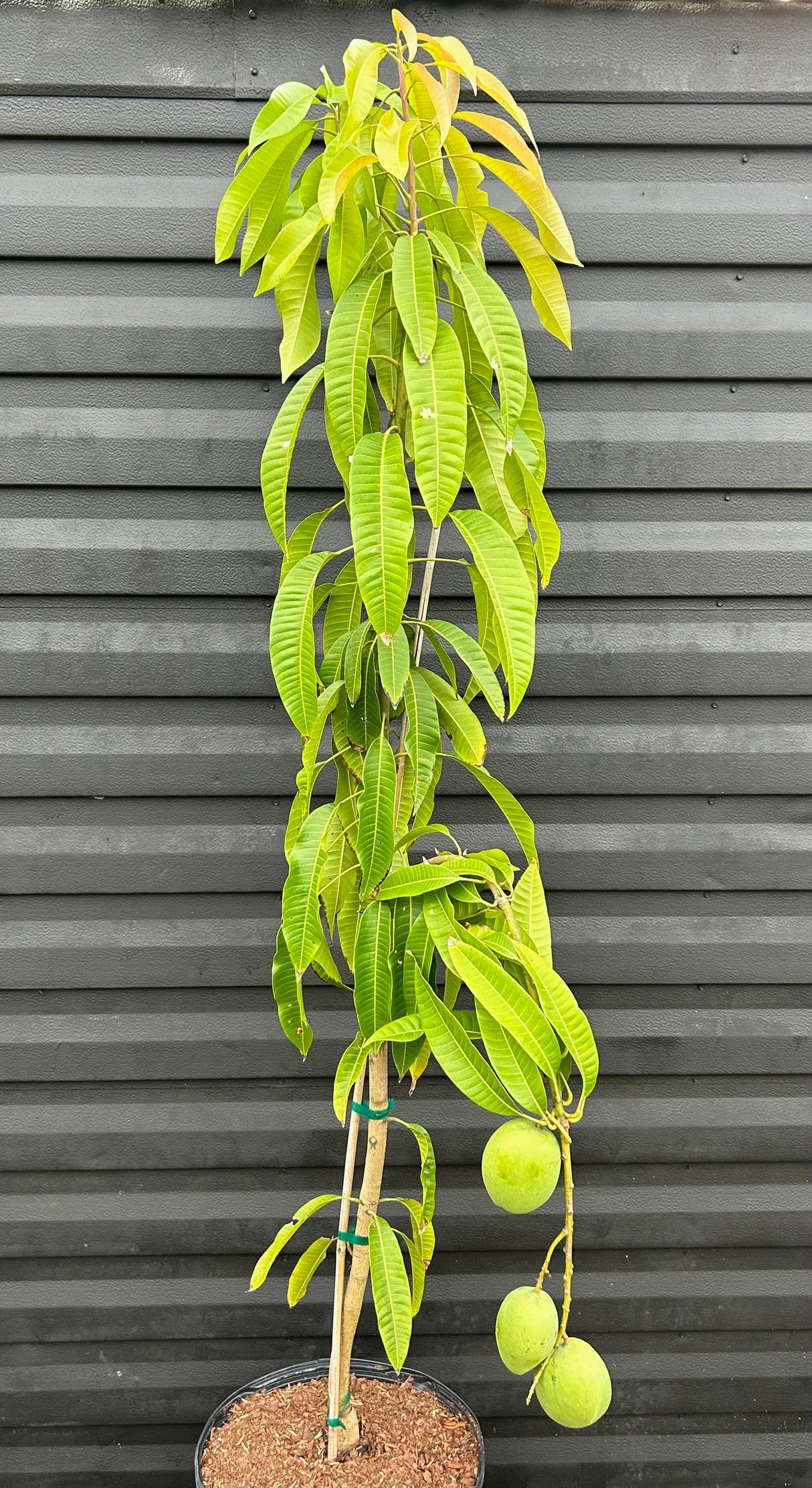 Mango Tree ‘Kathy’