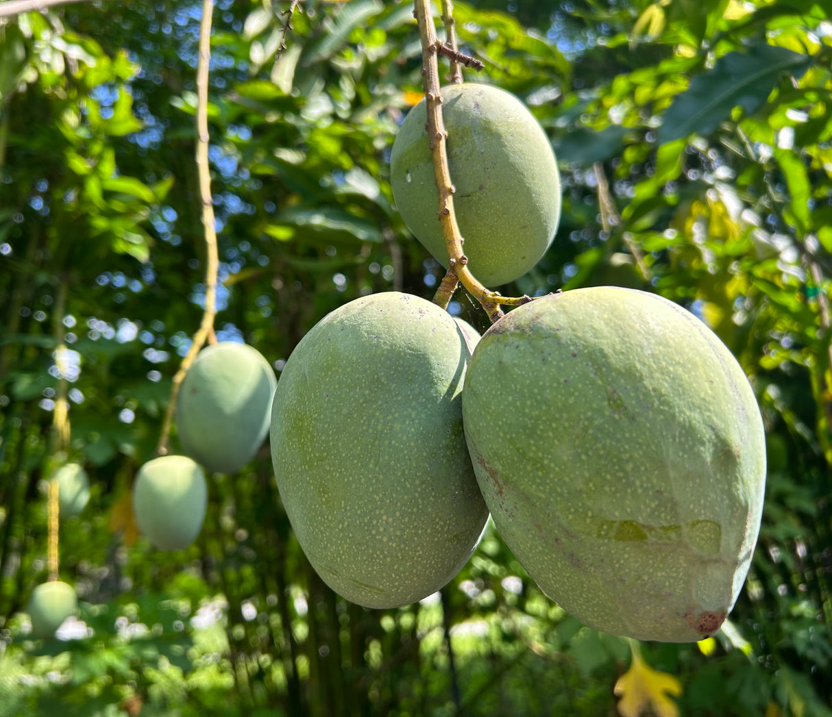 Mango Tree ‘Kathy’