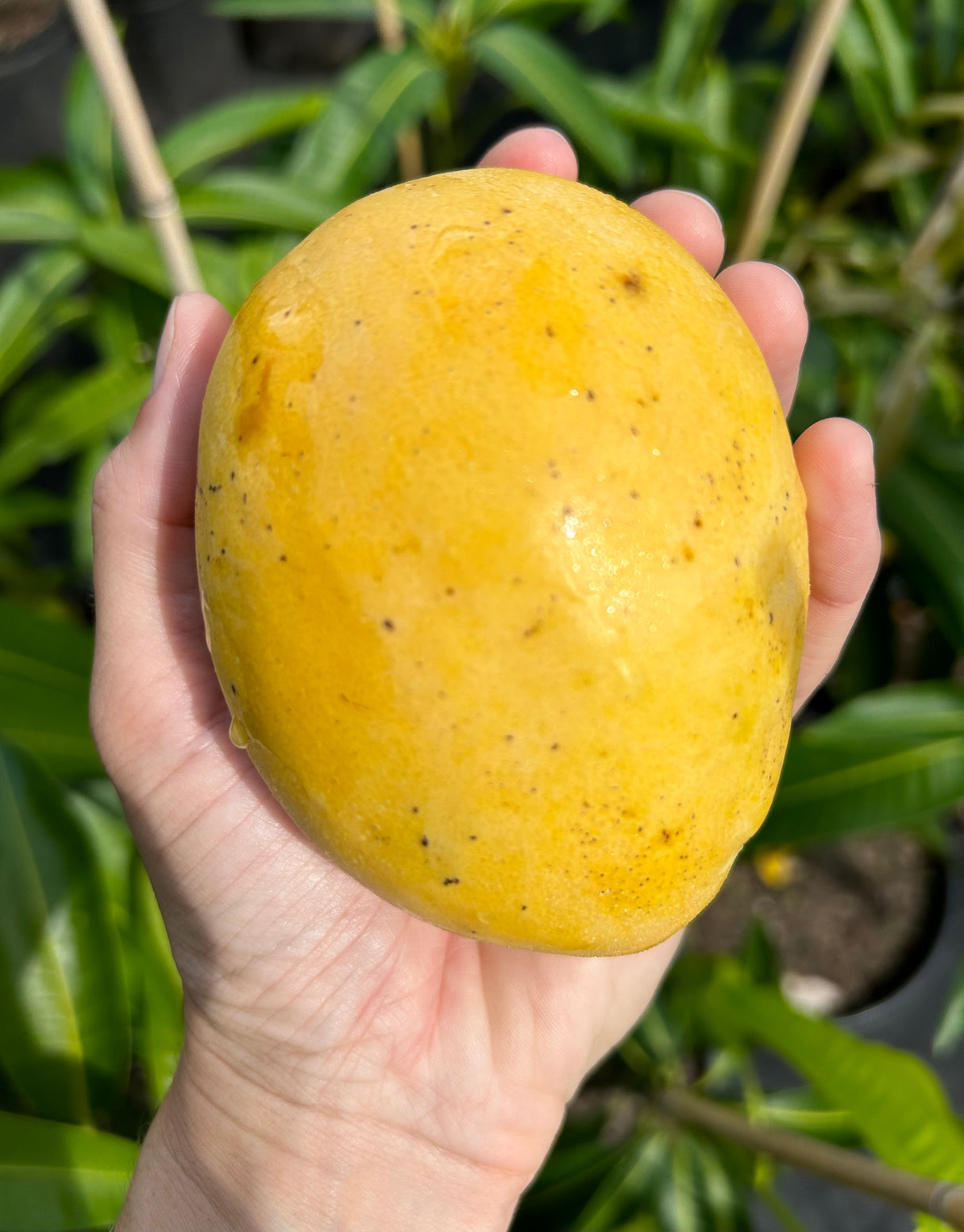Mango Tree ‘Kathy’