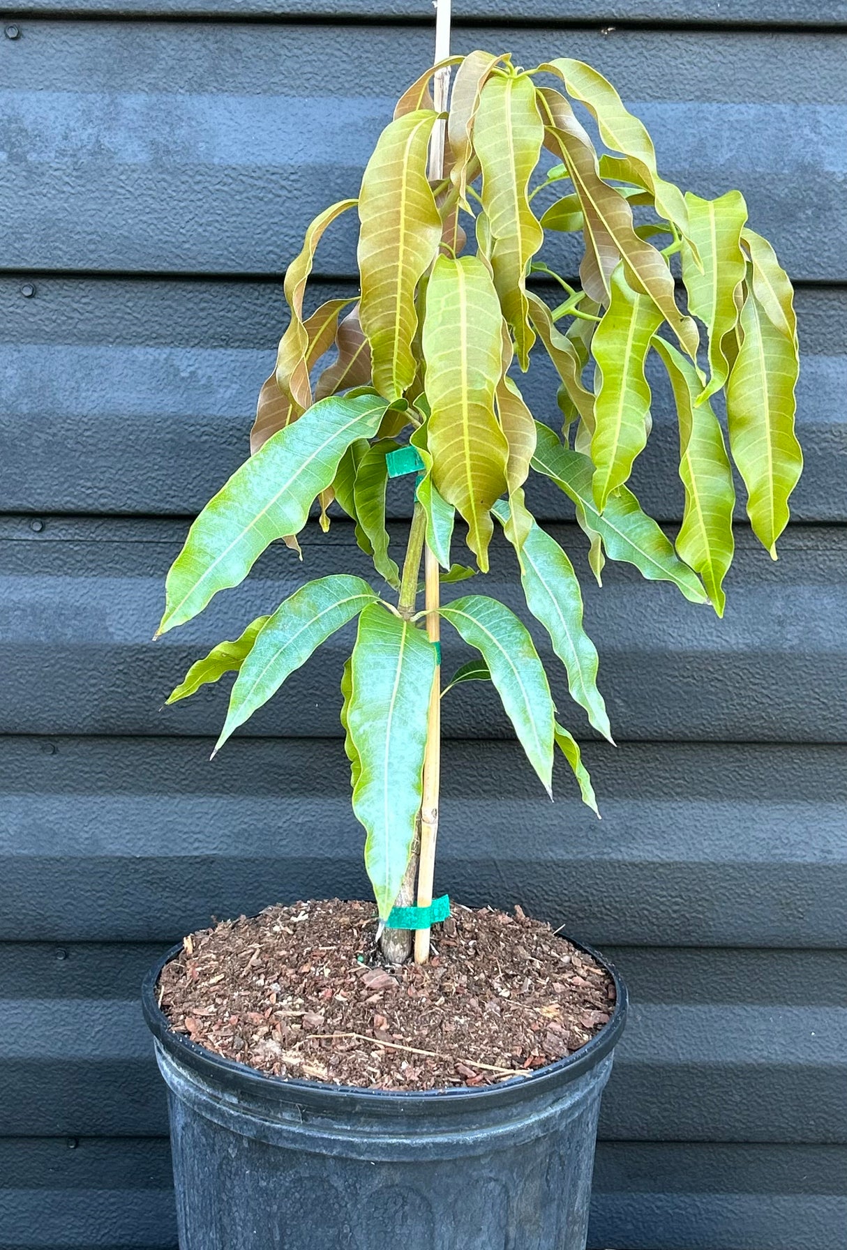 Mango Tree ‘Lemon Zest’