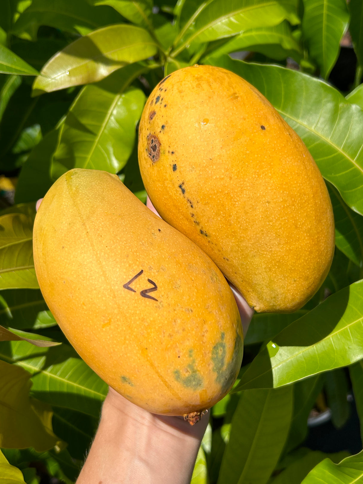 Mango Tree ‘Lemon Zest’
