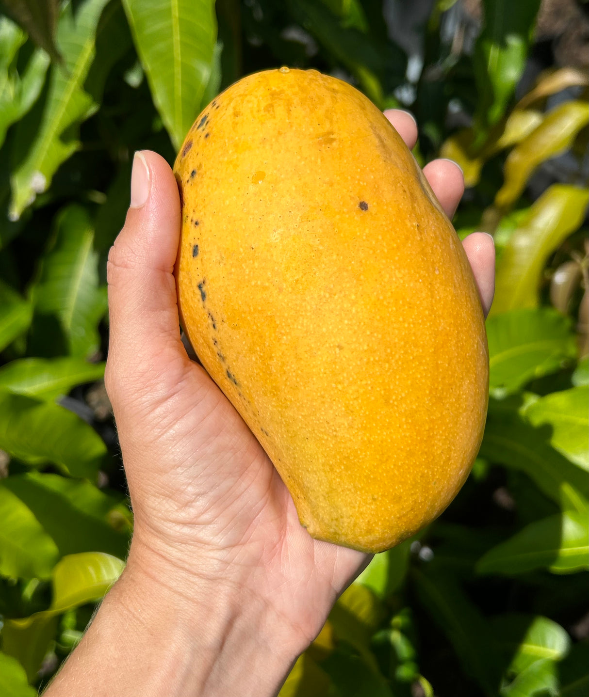 Mango Tree ‘Lemon Zest’