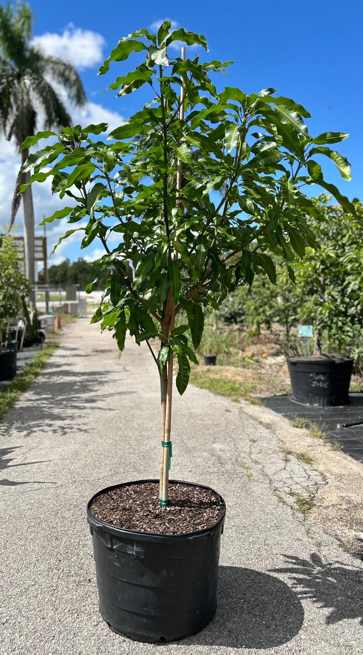 Mango Tree ‘Juicy Peach’