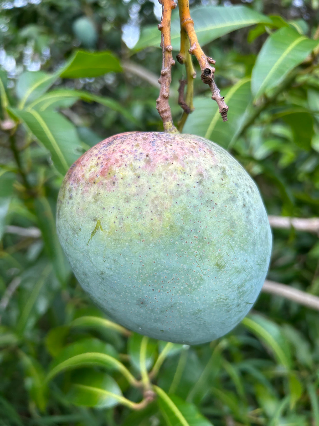 Mango Tree ‘M-4’