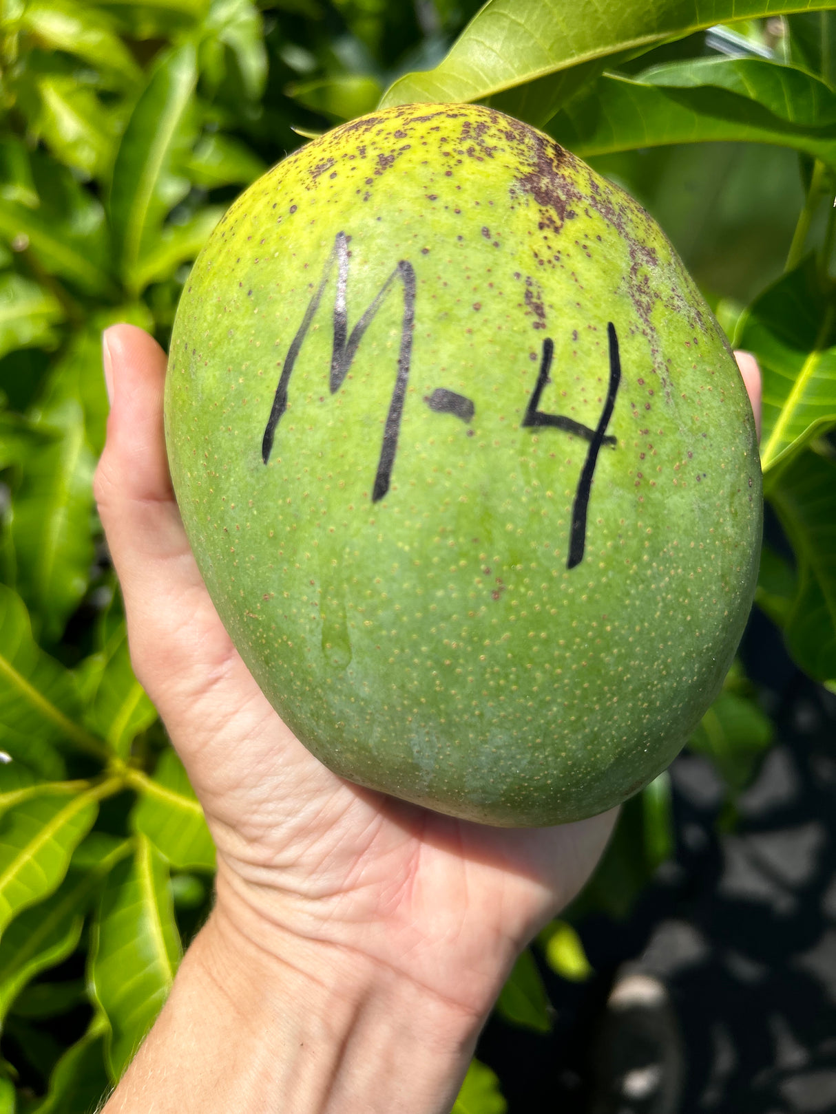 Mango Tree ‘M-4’