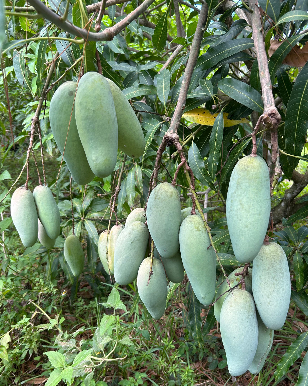 Mango Tree ‘Maha Chanook’