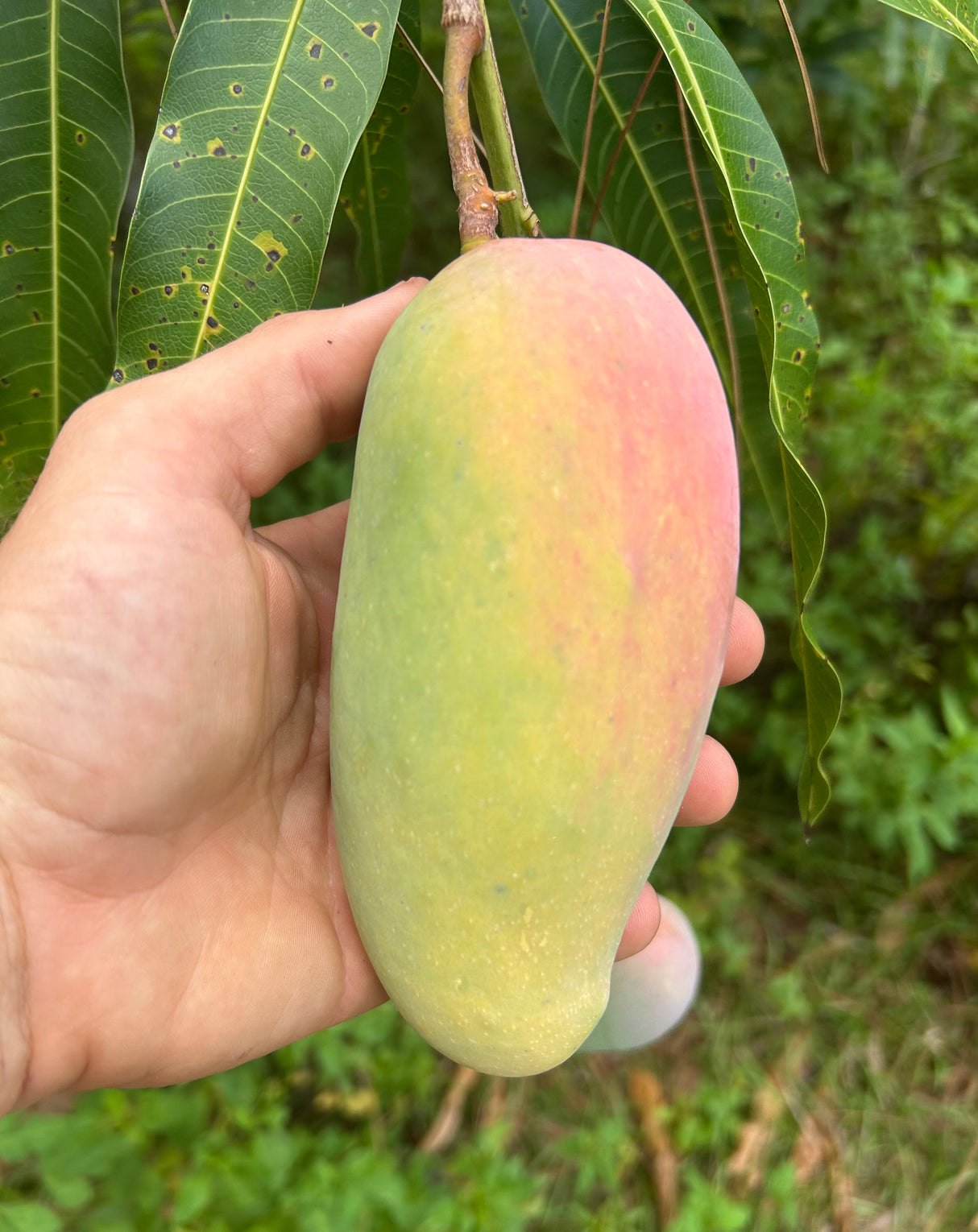 Mango Tree ‘Maha Chanook’
