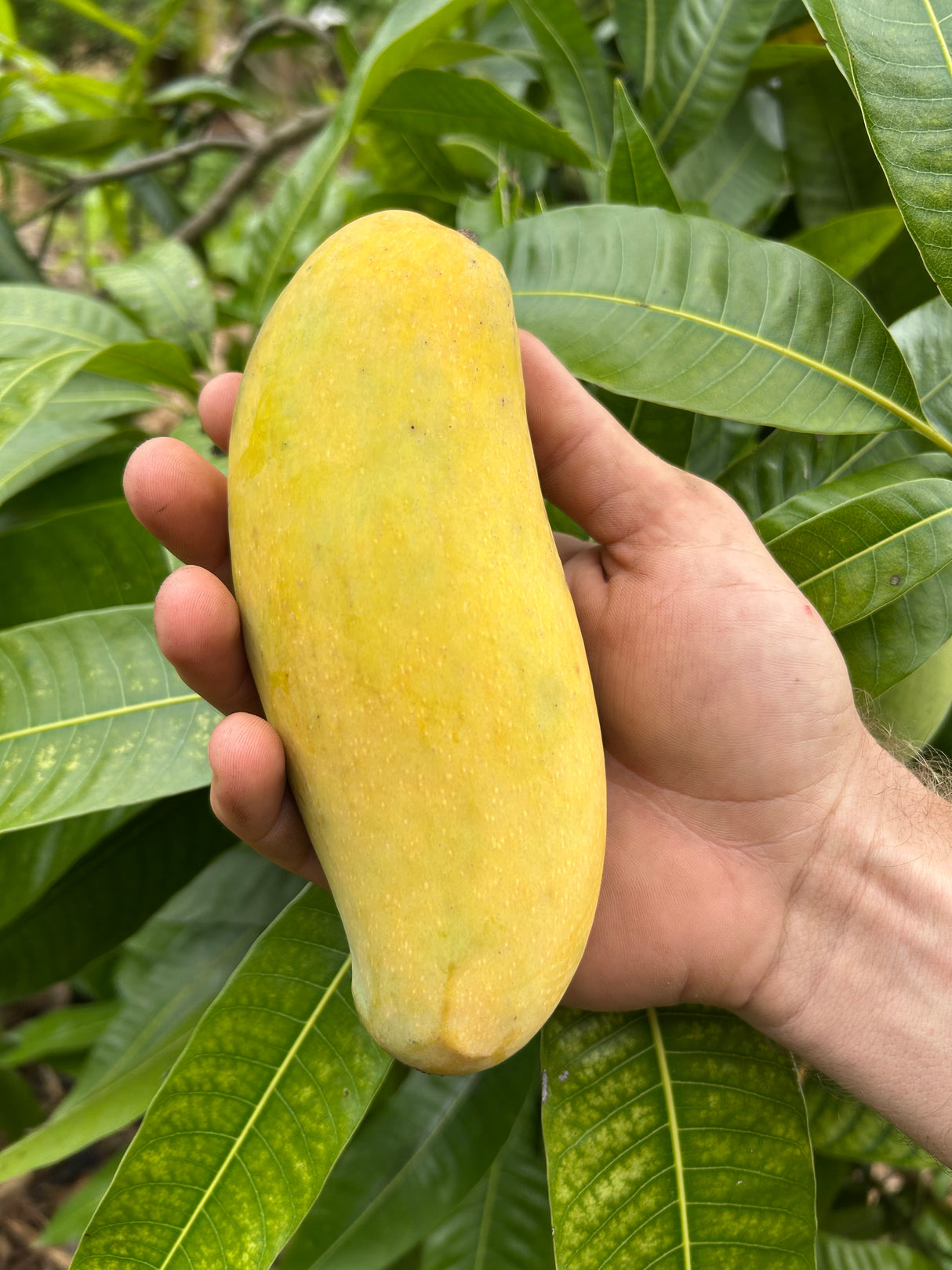 Mango Tree ‘Maha Chanook’
