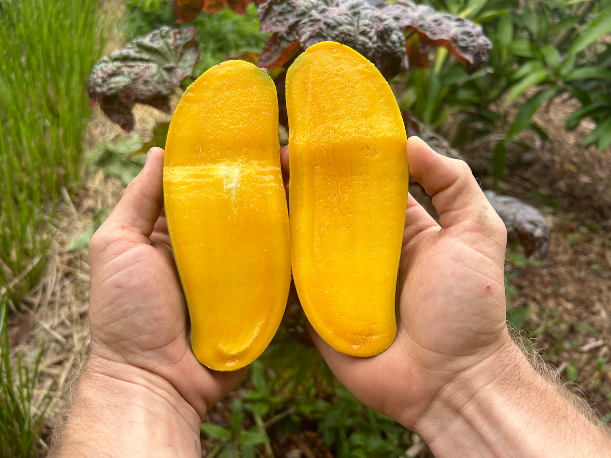 Mango Tree ‘Maha Chanook’