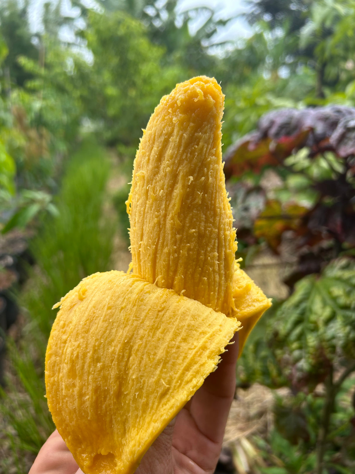 Mango Tree ‘Maha Chanook’