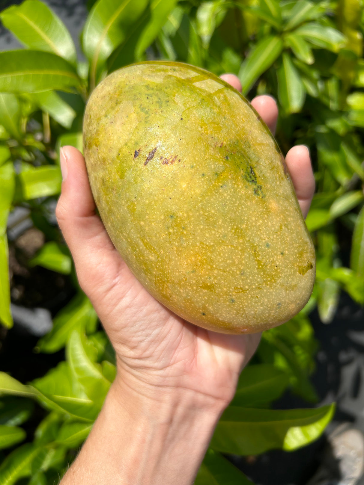 Mango Tree ‘Mallika’