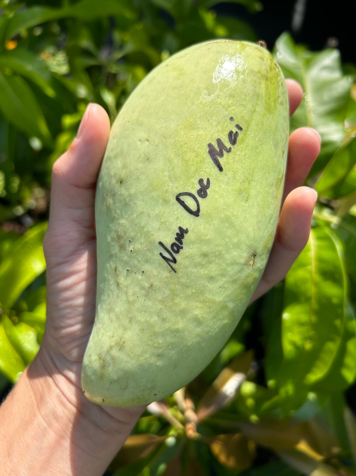 Mango Tree ‘Nam Doc Mai’