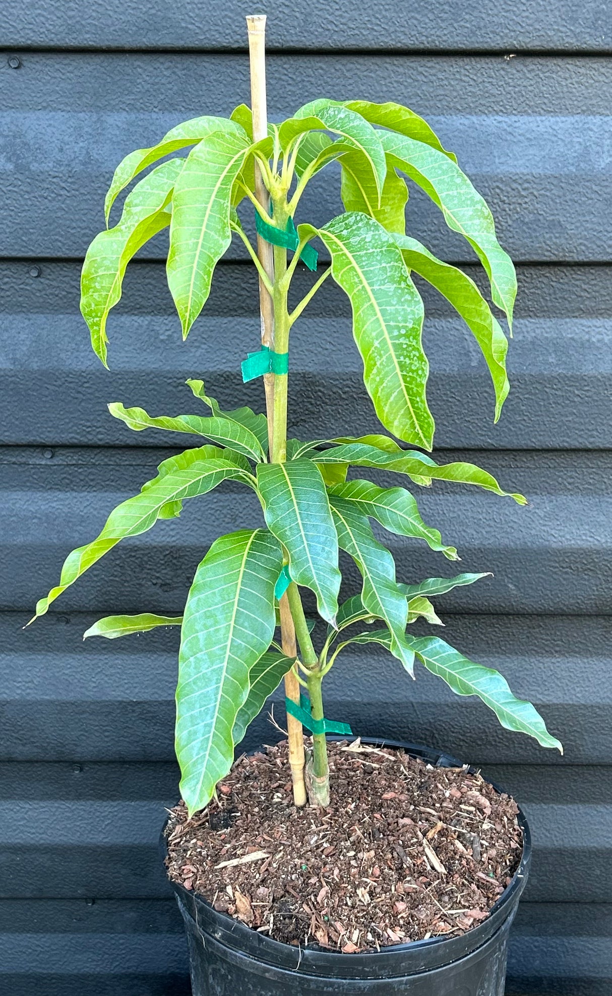 Mango Tree ‘Nam Doc Mai’