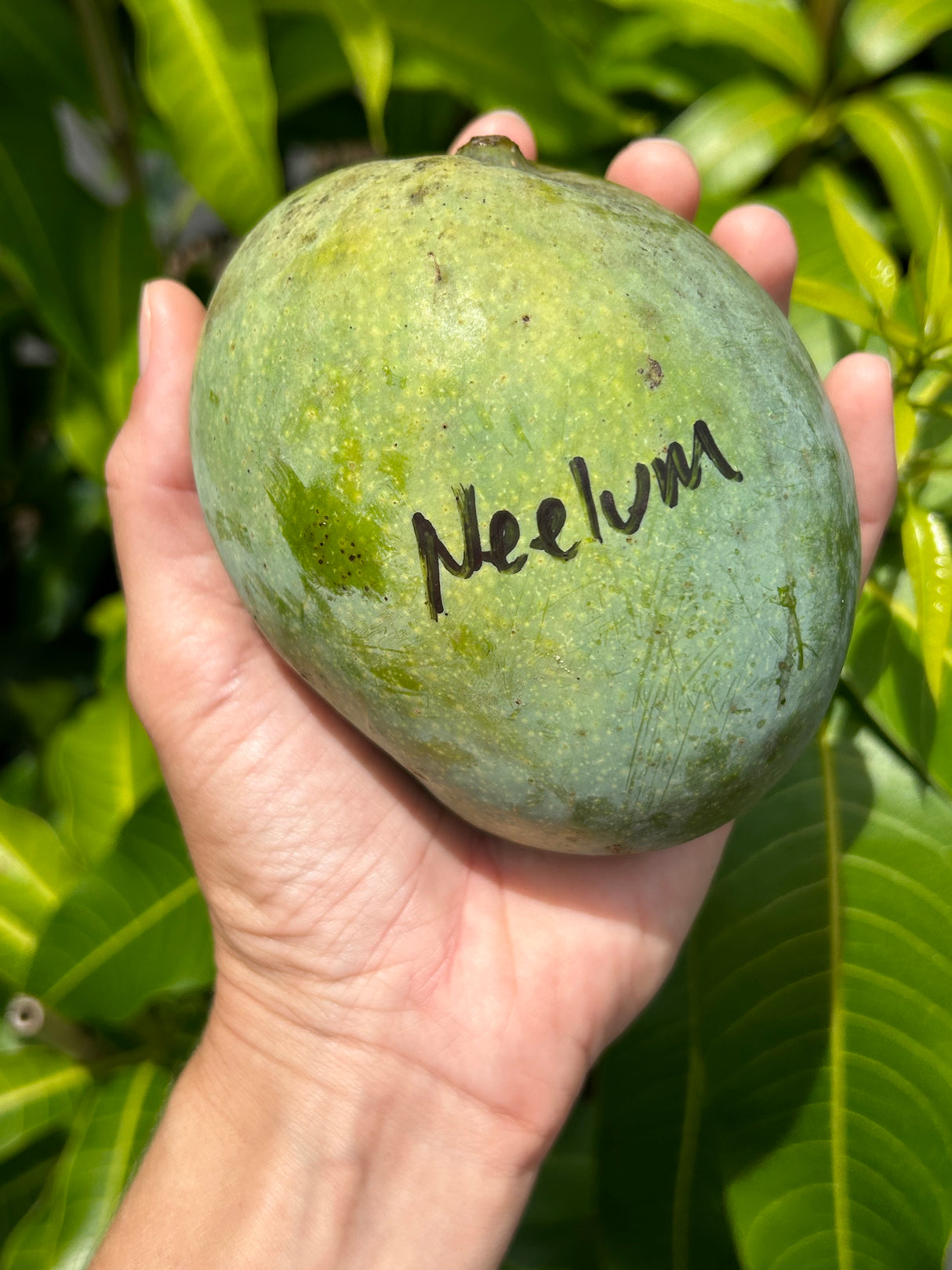Mango Tree ‘Neelum’