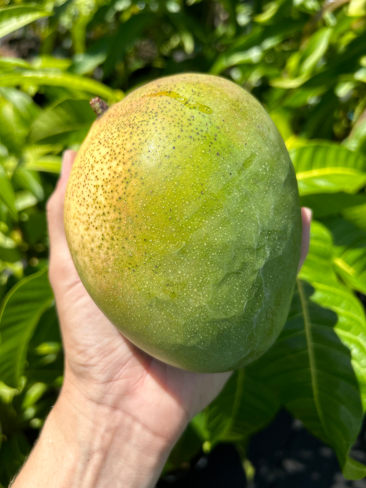 Mango Tree ‘Orange Essence’