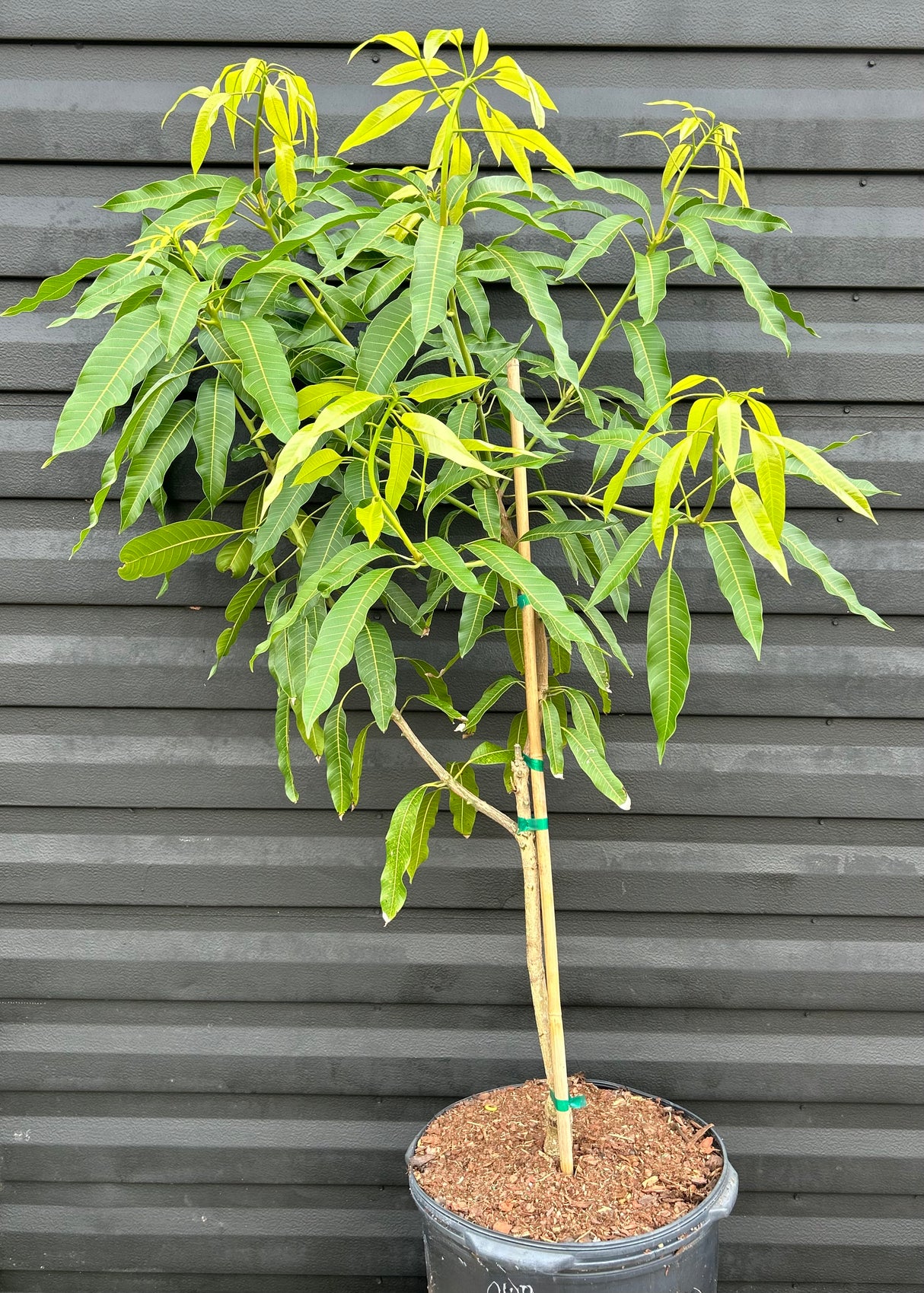 Mango Tree ‘Juicy Peach’