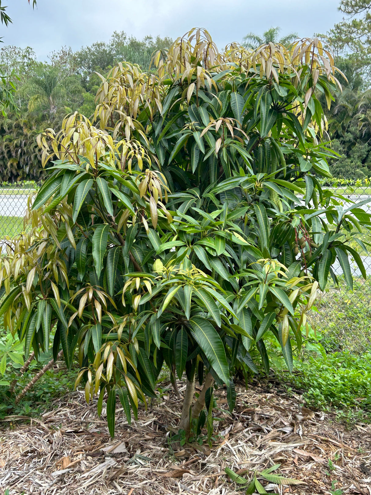 Mango Tree ‘Pickering’