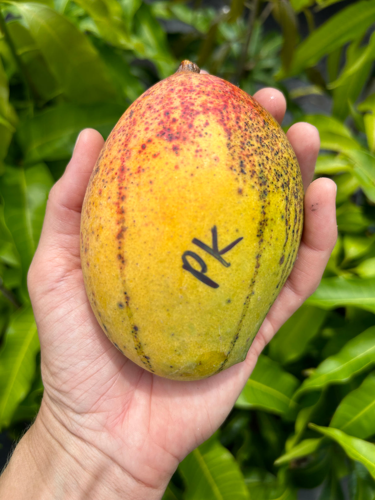 Mango Tree ‘Pickering’