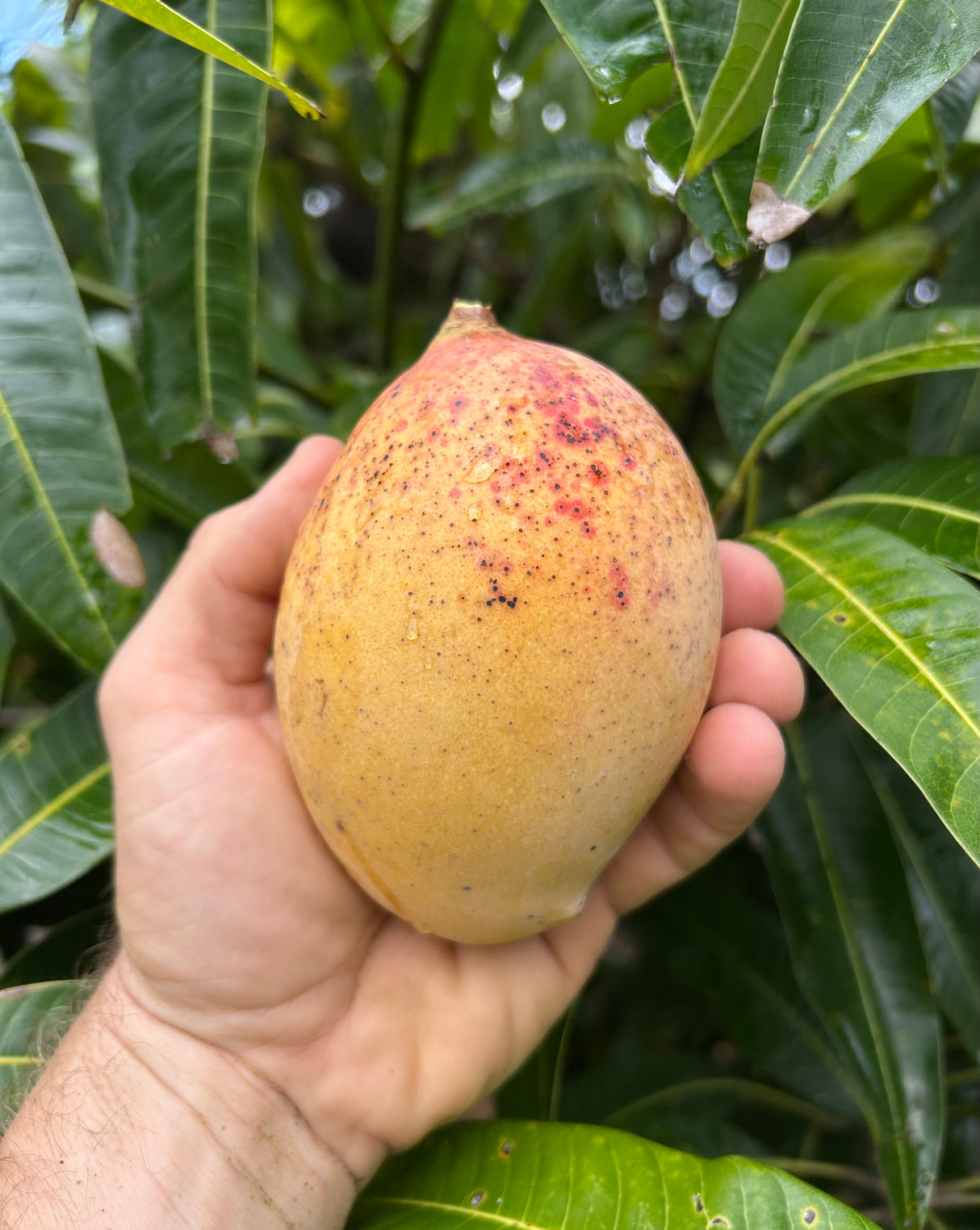 Mango Tree ‘Pickering’