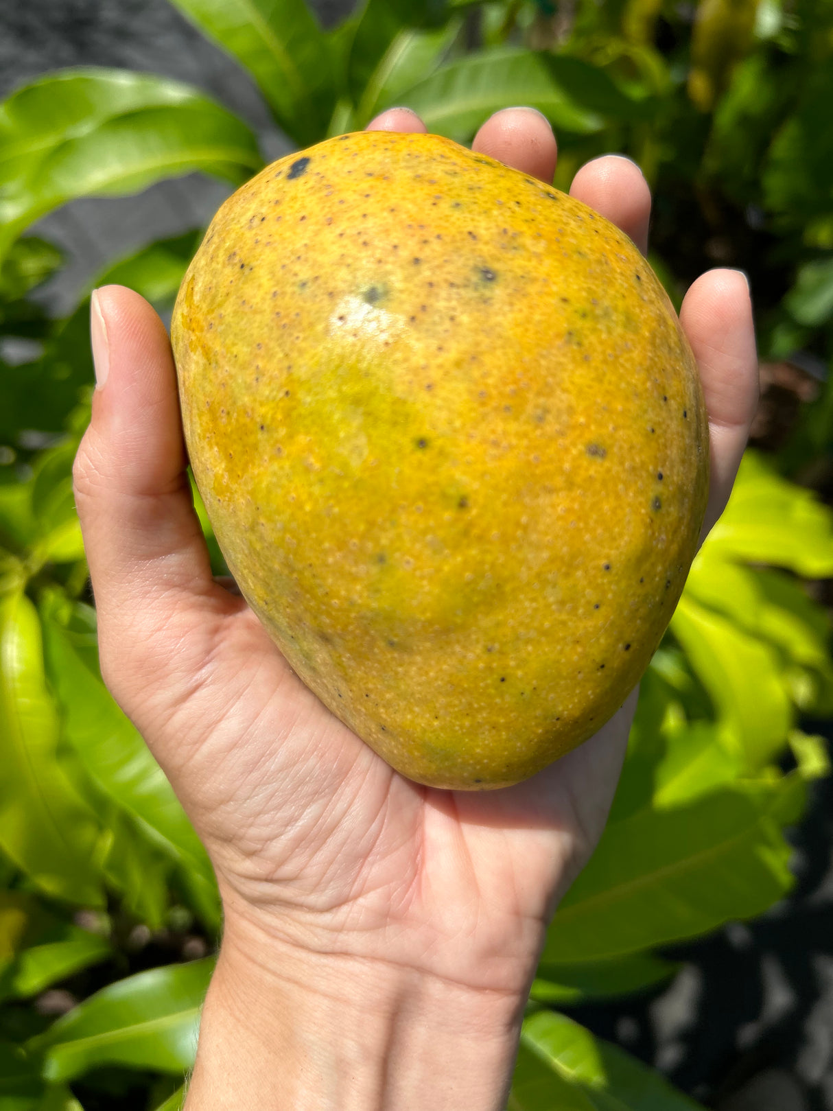 Mango Tree ‘Pina Colada’