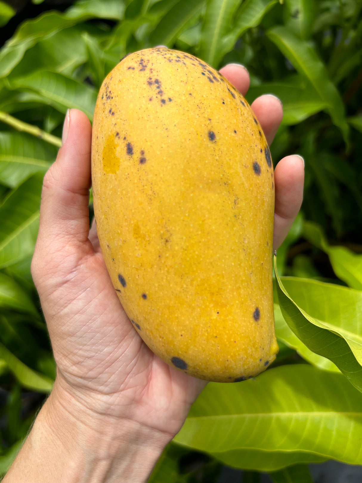 Mango ‘Raw Honey’ or 'Shwehintha'