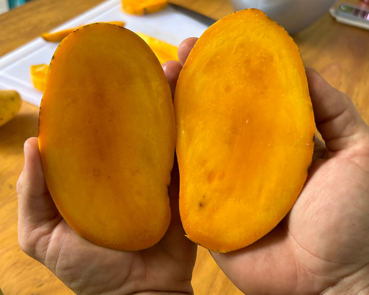 Mango Tree ‘Rosigold’