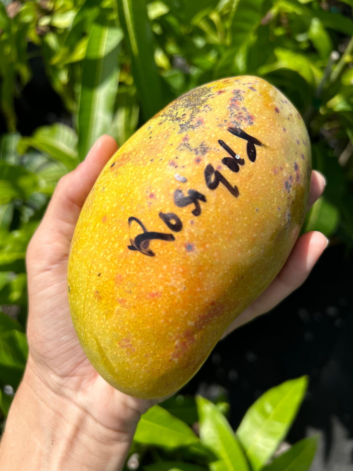 Mango Tree ‘Rosigold’