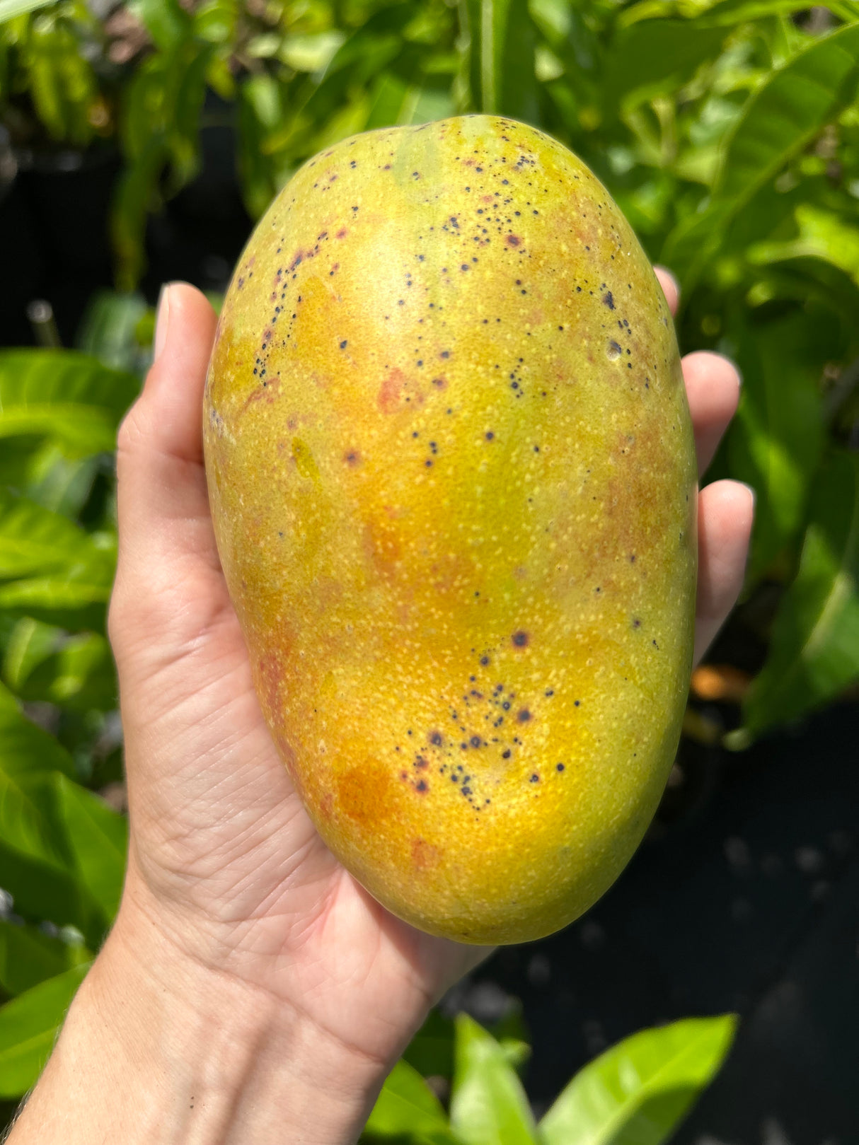 Mango Tree ‘Rosigold’