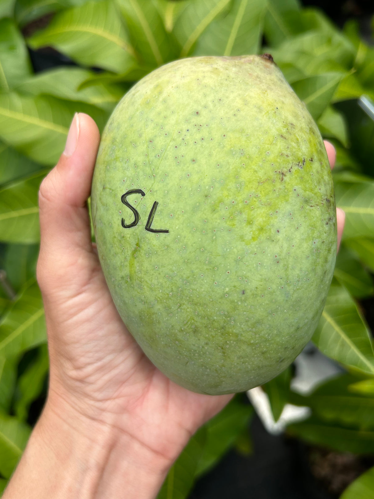 Mango Tree ‘Sugarloaf’