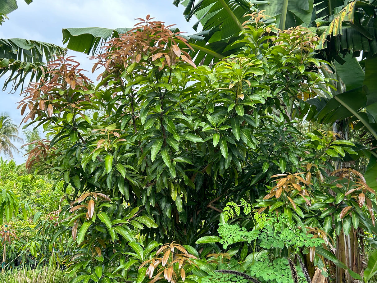 Mango Tree ‘Super Alphonso’