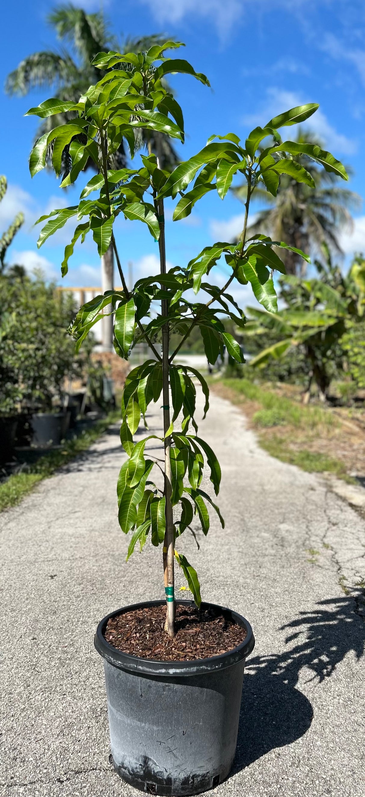 Mango Tree ‘Maha Chanook’