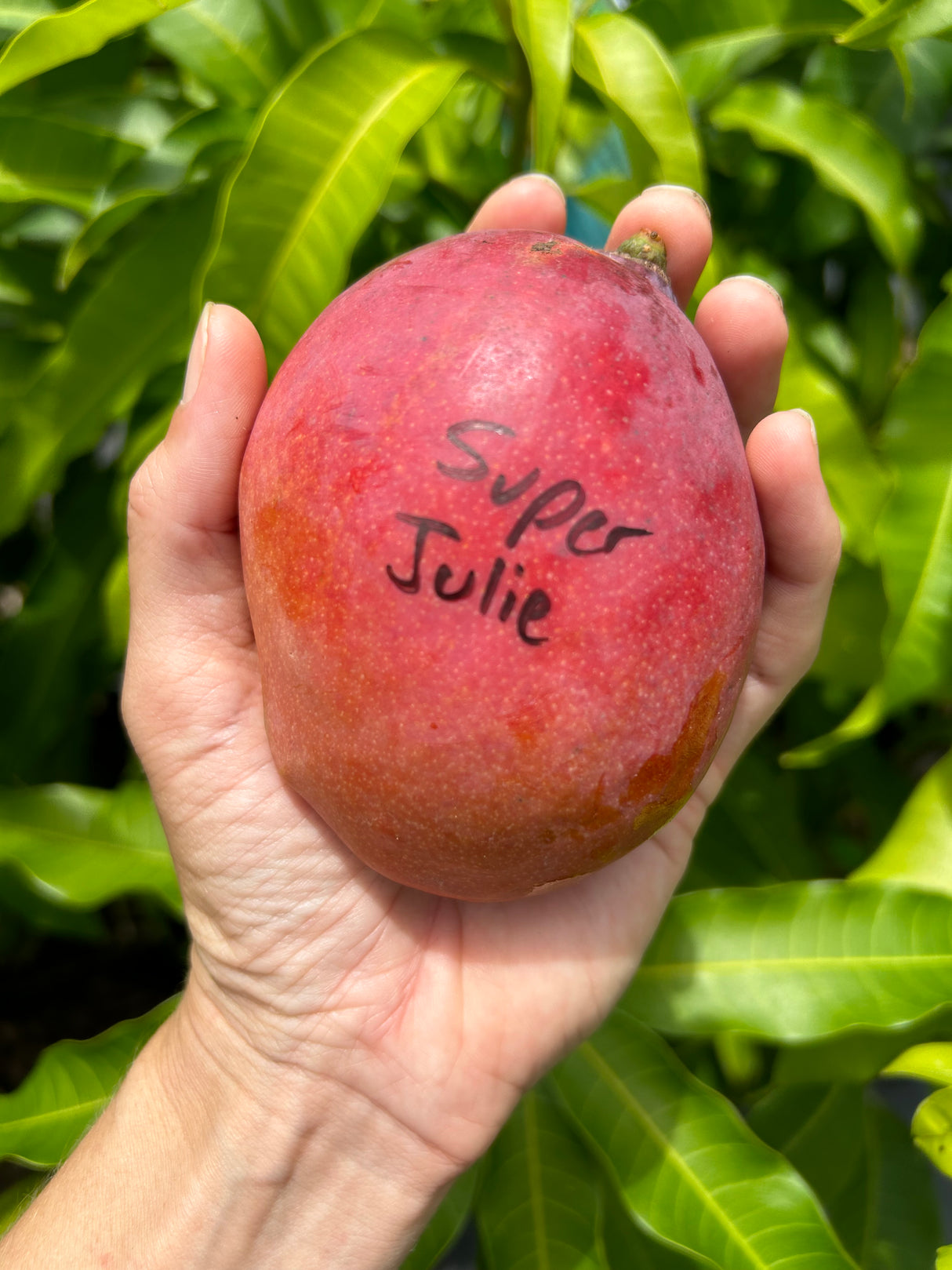 Mango Tree ‘Super Julie’