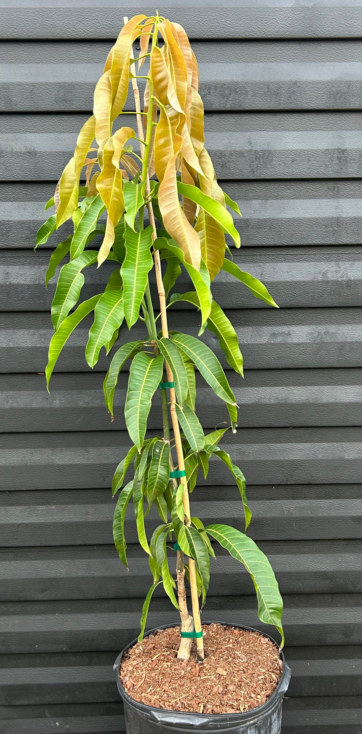 Mango Tree ‘Sweet Tart’