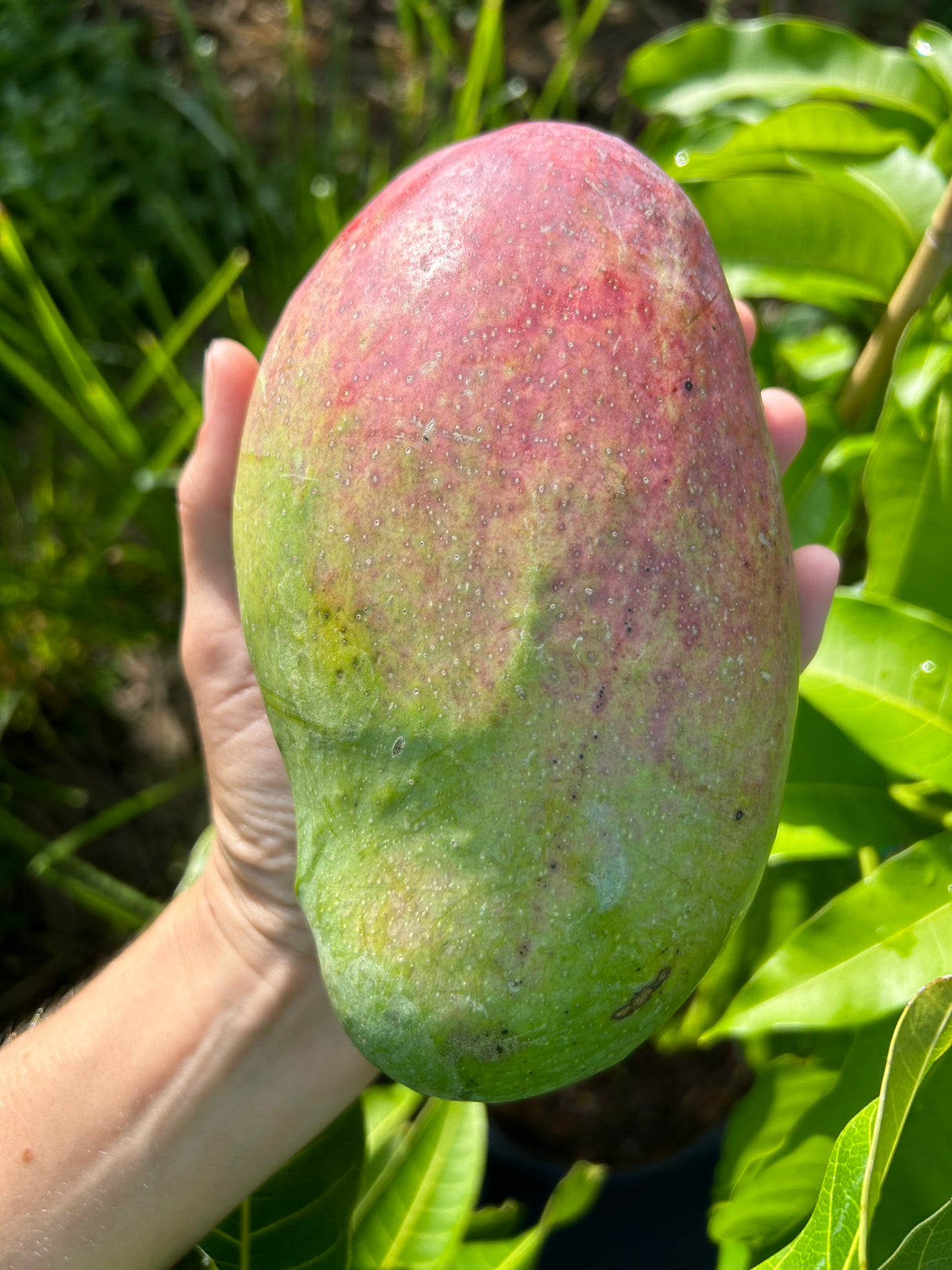 Mango Tree ‘Valencia Pride’