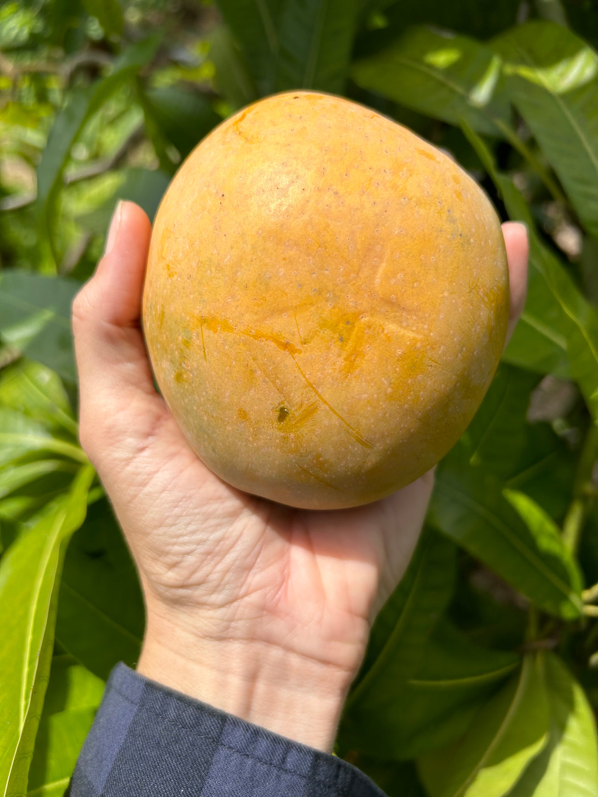Mango Tree ‘White Piri’