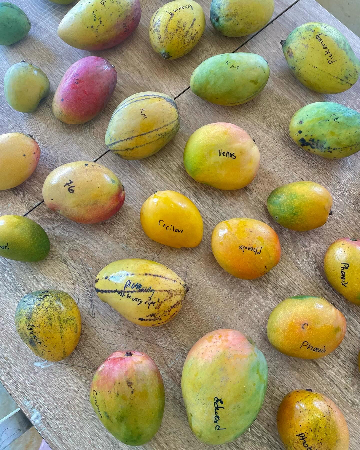 MangoPalooza 2026 // MANGO LOVER (GEN. ADMISSION) // Saturday, July 11th @ 4-8pm